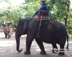 Деревня слонов поездка Тайланд - фото 48