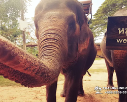 Деревня слонов поездка Тайланд Seven Countries - фото 52