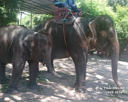 Деревня слонов поездка Тайланд Seven Countries - фото 56