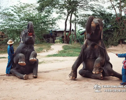 Деревня слонов поездка Тайланд - фото 5