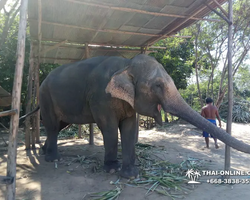 Деревня слонов поездка Тайланд Seven Countries - фото 55