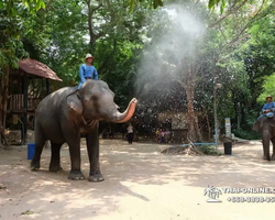 Деревня слонов поездка Тайланд фото Thai-Online 6