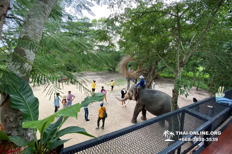 Катание на слонах, Деревня Слонов экскурсия компании Seven Countries в Паттайе Таиланде фото 6