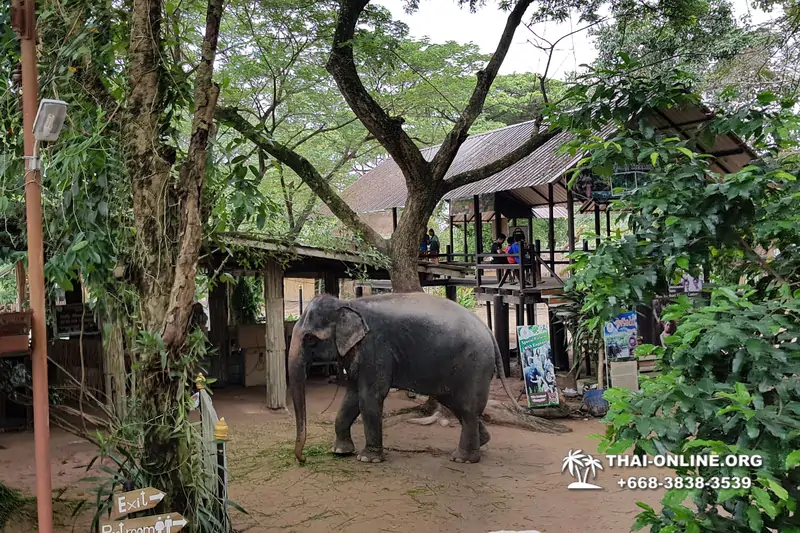 Катание на слонах, Деревня Слонов экскурсия компании Seven Countries в Паттайе Таиланде фото 10
