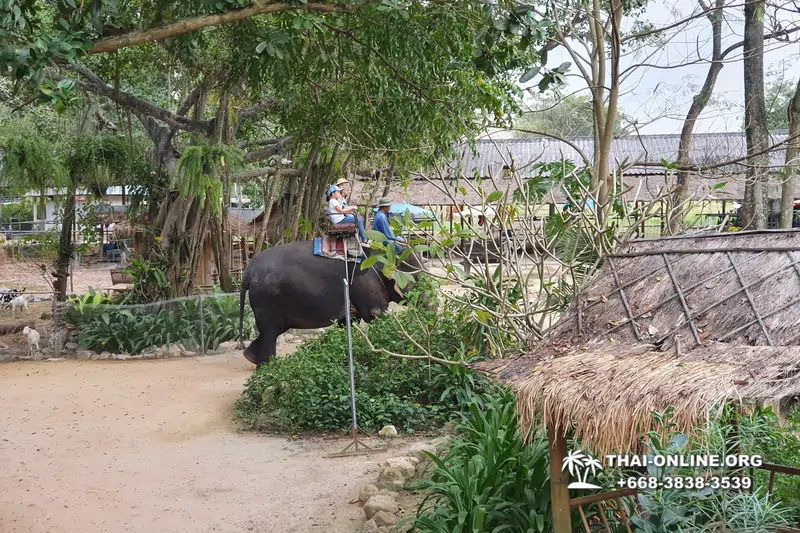 Катание на слонах, Деревня Слонов экскурсия компании Seven Countries в Паттайе Таиланде фото 17