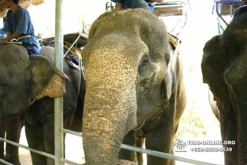 Деревня слонов поездка Тайланд Seven Countries - фото 72