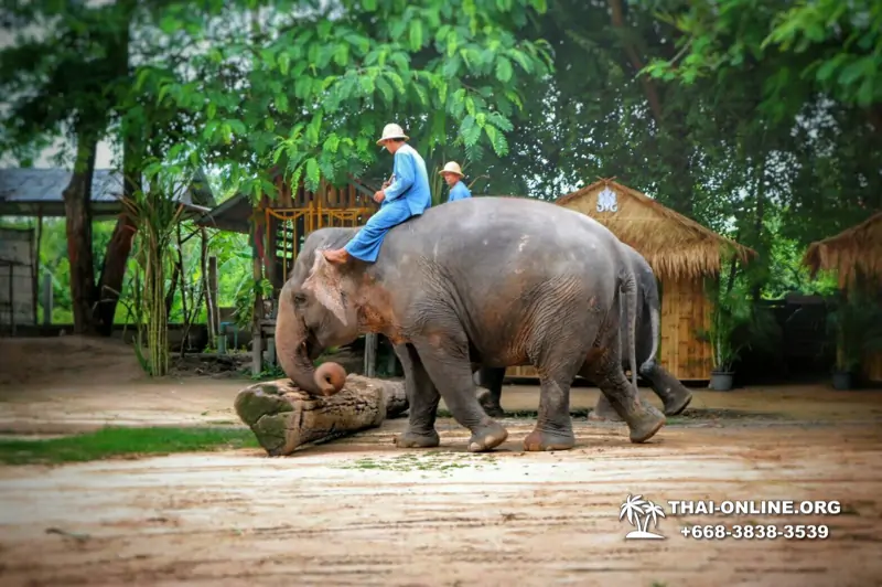 Деревня слонов поездка Тайланд Seven Countries - фото 71
