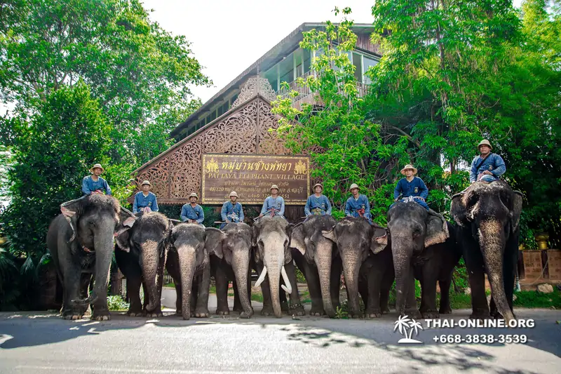 Катание на слонах, Деревня Слонов экскурсия компании Seven Countries в Паттайе Таиланде фото 7