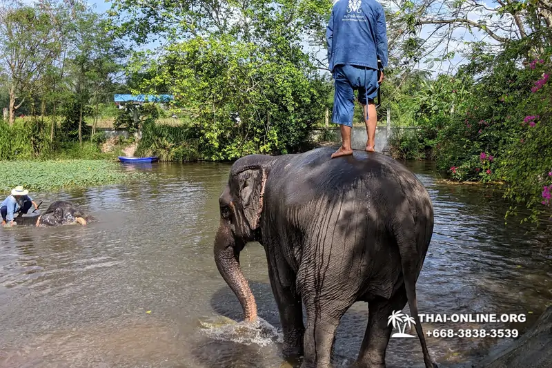 Деревня слонов поездка Тайланд фото Thai-Online 23