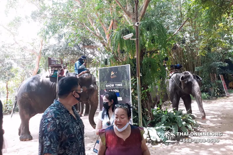 Катание на слонах, Деревня Слонов экскурсия компании Seven Countries в Паттайе Таиланде фото 31