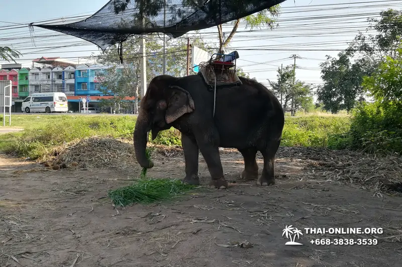 Катание на слонах, Деревня Слонов экскурсия компании Seven Countries в Паттайе Таиланде фото 25