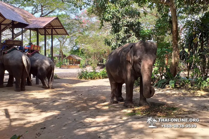 Катание на слонах, Деревня Слонов экскурсия компании Seven Countries в Паттайе Таиланде фото 11