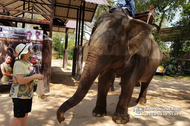 Катание на слонах, Деревня Слонов экскурсия компании Seven Countries в Паттайе Таиланде фото 21
