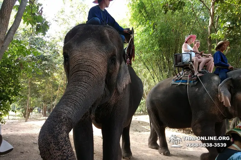 Катание на слонах, Деревня Слонов экскурсия компании Seven Countries в Паттайе Таиланде фото 27