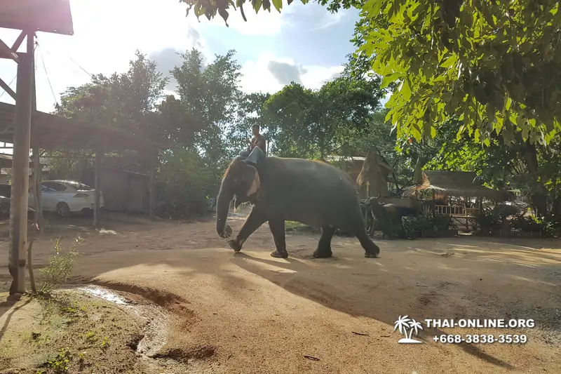 Деревня слонов поездка Тайланд фото Thai-Online 40