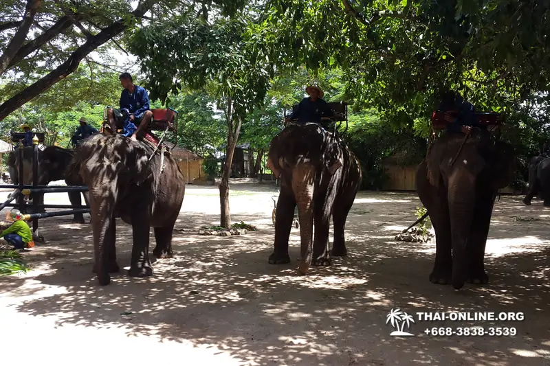 Катание на слонах, Деревня Слонов экскурсия компании Seven Countries в Паттайе Таиланде фото 24