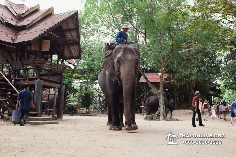 Катание на слонах, Деревня Слонов экскурсия компании Seven Countries в Паттайе Таиланде фото 23