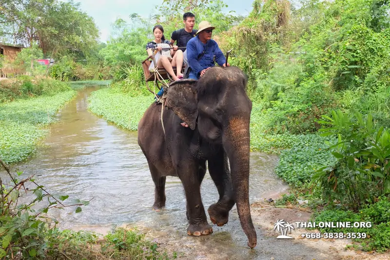 Катание на слонах, Деревня Слонов экскурсия компании Seven Countries в Паттайе Таиланде фото 5