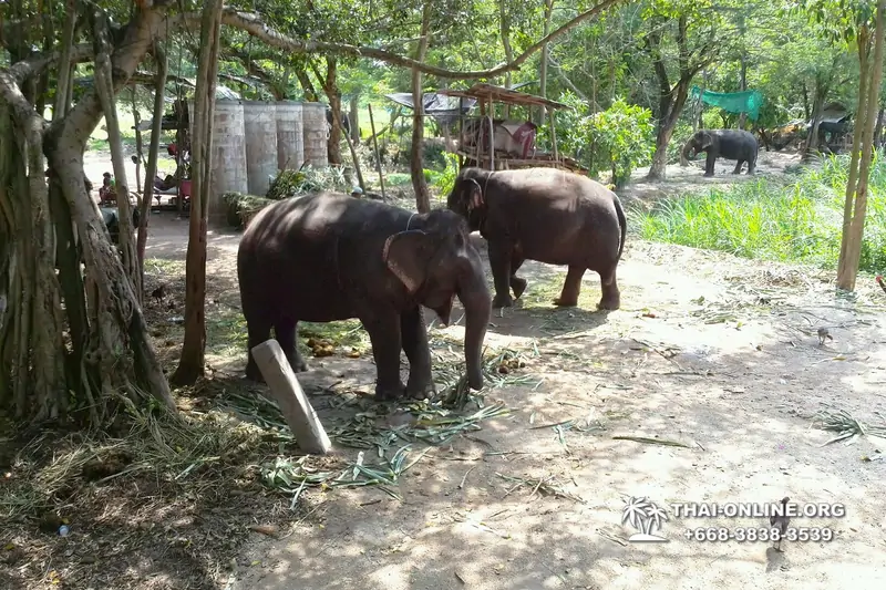 Катание на слонах, Деревня Слонов экскурсия компании Seven Countries в Паттайе Таиланде фото 3