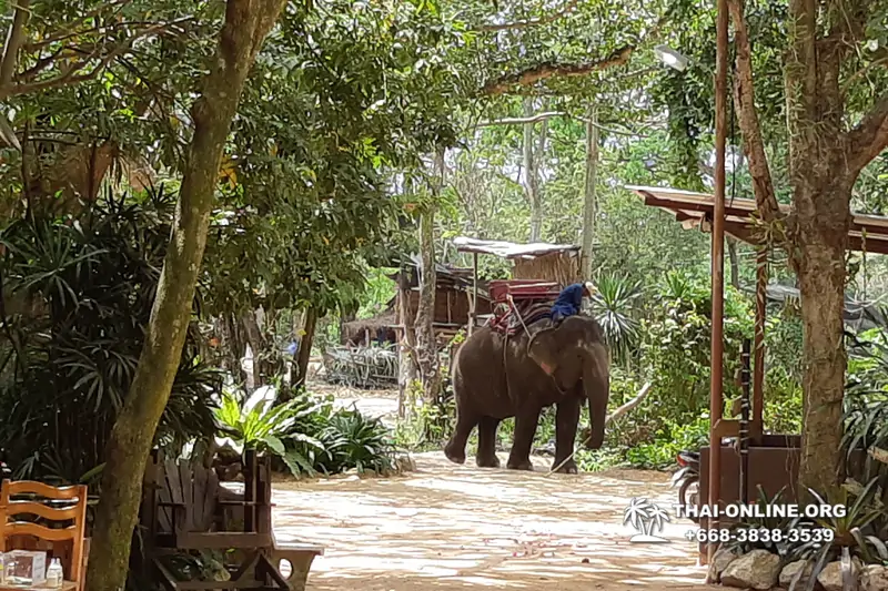 Катание на слонах, Деревня Слонов экскурсия компании Seven Countries в Паттайе Таиланде фото 8