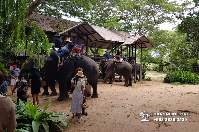 Катание на слонах, Деревня Слонов экскурсия компании Seven Countries в Паттайе Таиланде фото 28