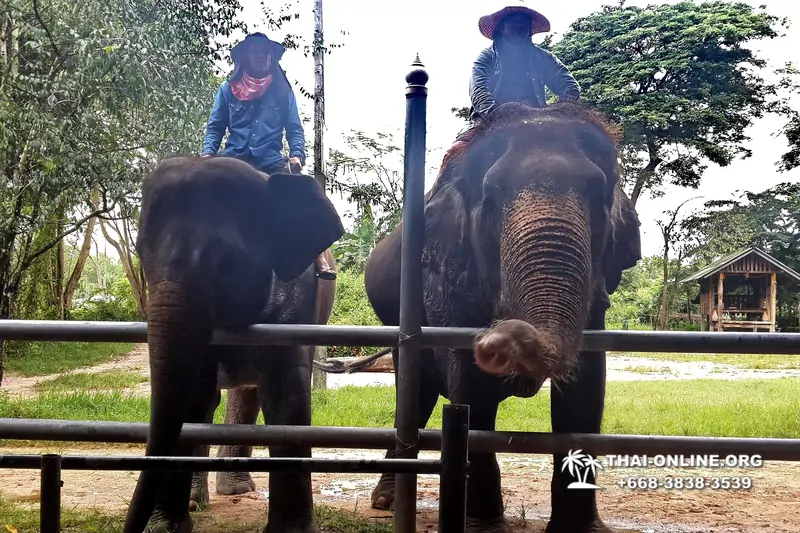 Катание на слонах, Деревня Слонов экскурсия компании Seven Countries в Паттайе Таиланде фото 26