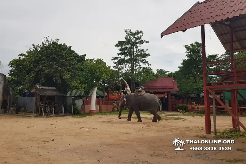 Деревня слонов поездка Тайланд Seven Countries - фото 94