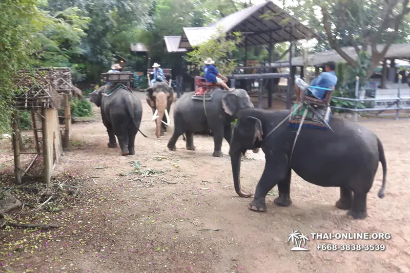 Деревня слонов поездка Тайланд Seven Countries - фото 79