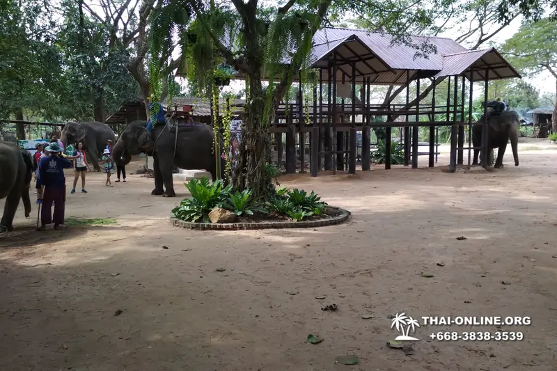 Деревня слонов поездка Тайланд фото Thai-Online 43