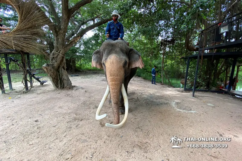 Катание на слонах, Деревня Слонов экскурсия компании Seven Countries в Паттайе Таиланде фото 2