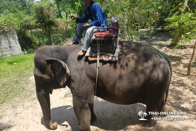 Катание на слонах, Деревня Слонов экскурсия компании Seven Countries в Паттайе Таиланде фото 1