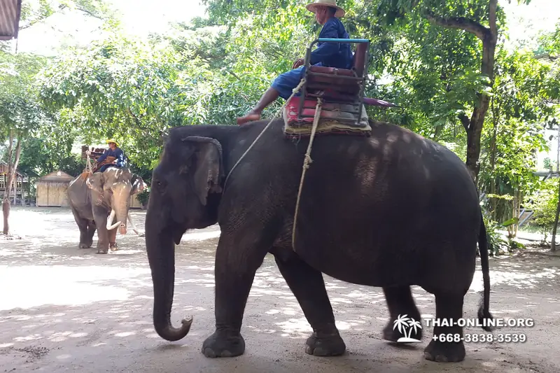 Деревня слонов поездка Тайланд - фото 48