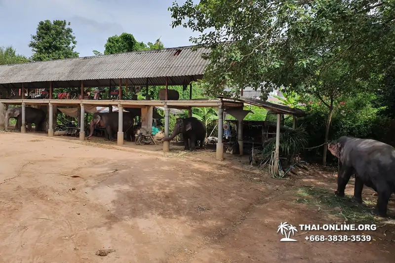 Деревня слонов поездка Тайланд Seven Countries - фото 51
