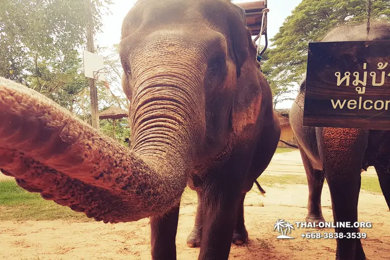 Деревня слонов поездка Тайланд Seven Countries - фото 52