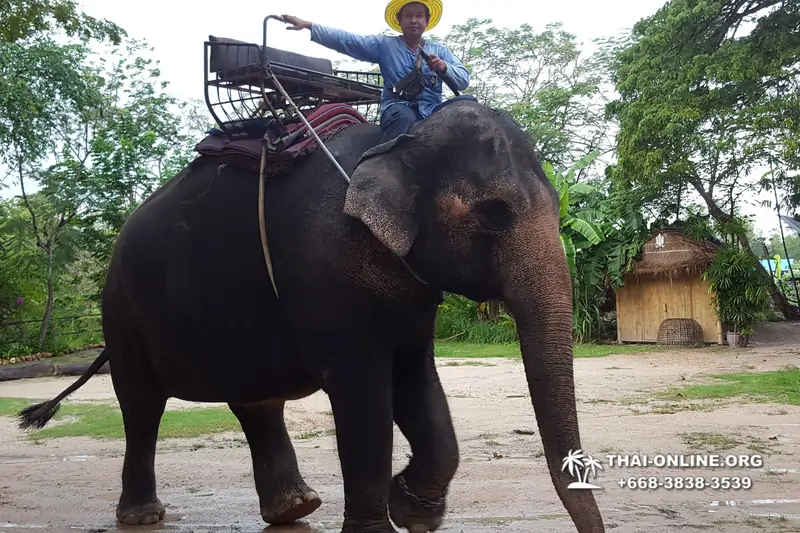 Деревня слонов поездка Тайланд Seven Countries - фото 54