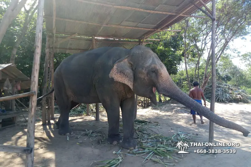 Деревня слонов поездка Тайланд Seven Countries - фото 55