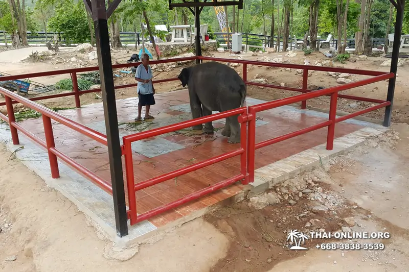 Деревня слонов поездка Тайланд - фото 47