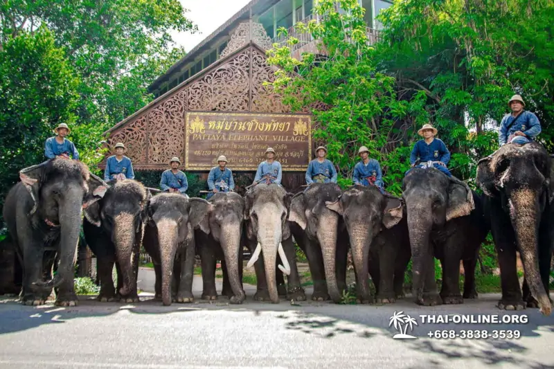 Катание на слонах, Деревня Слонов экскурсия компании Seven Countries в Паттайе Таиланде фото 20
