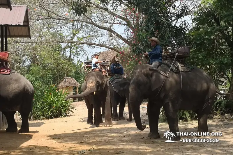 Катание на слонах, Деревня Слонов экскурсия компании Seven Countries в Паттайе Таиланде фото 33