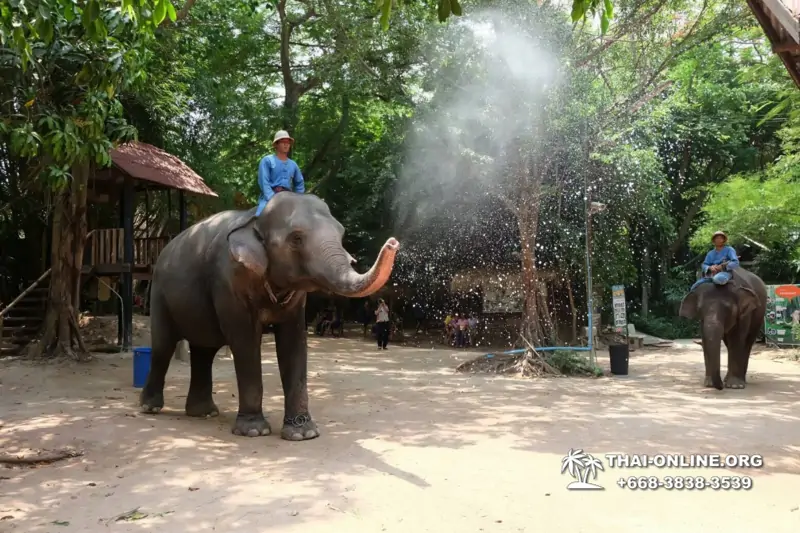 Деревня слонов поездка Тайланд фото Thai-Online 6