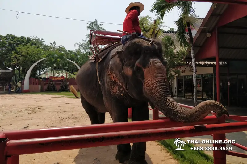 Деревня слонов поездка Тайланд Seven Countries - фото 90