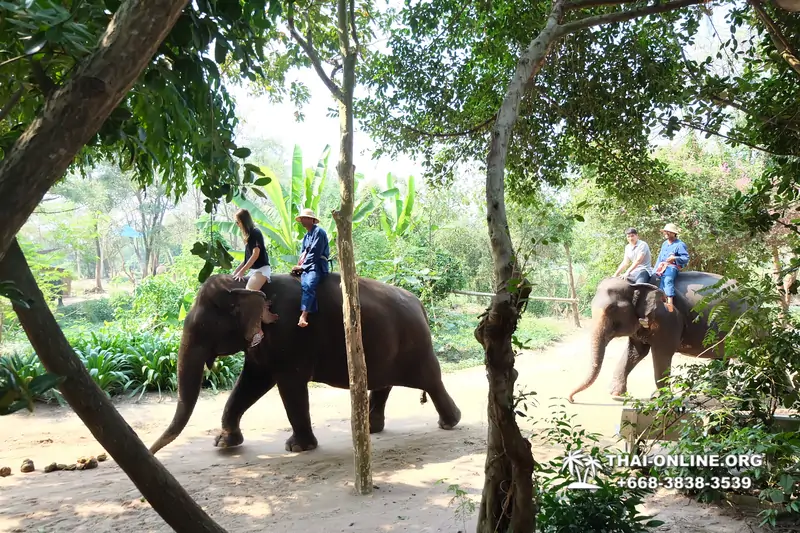 Катание на слонах, Деревня Слонов экскурсия компании Seven Countries в Паттайе Таиланде фото 9