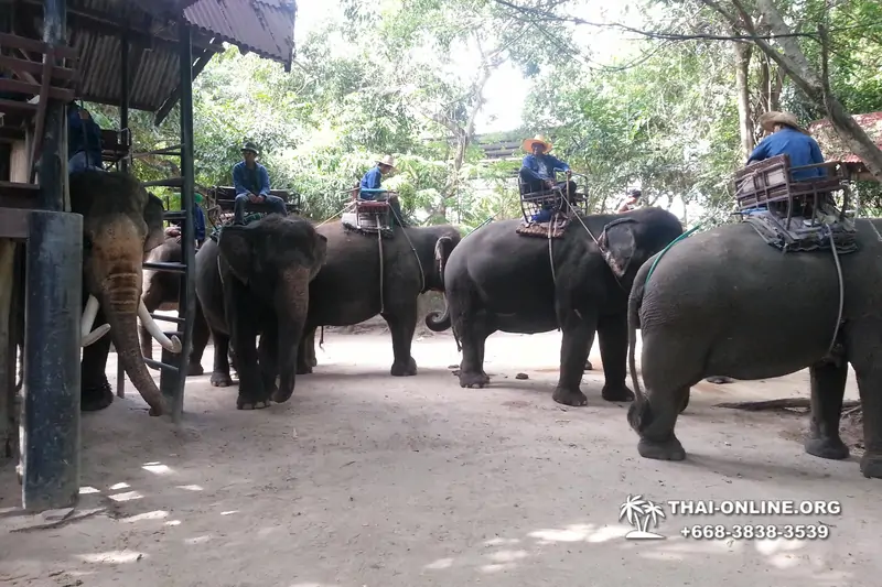 Деревня слонов поездка Тайланд фото Thai-Online 8