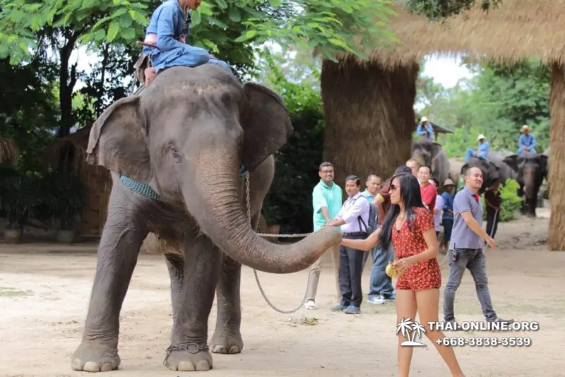 Деревня слонов поездка Тайланд Seven Countries - фото 91