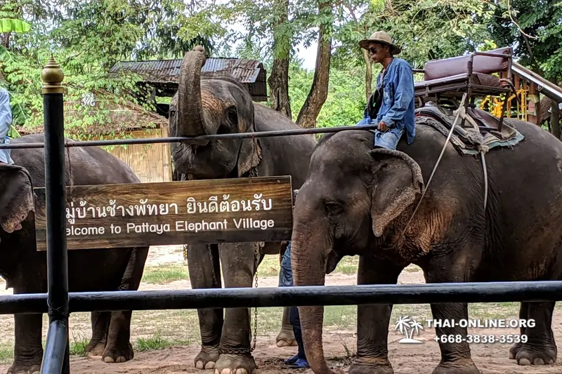 Катание на слонах, Деревня Слонов экскурсия компании Seven Countries в Паттайе Таиланде фото 32