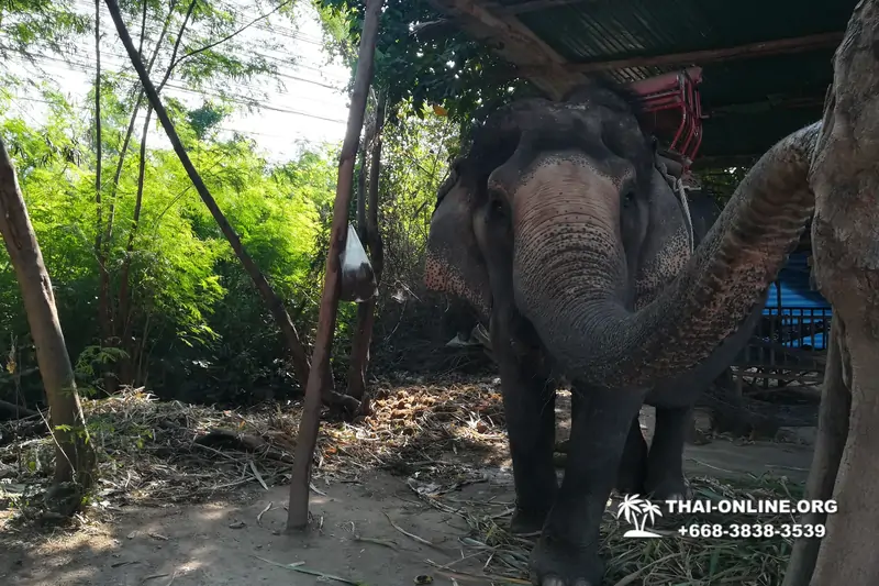Деревня слонов поездка Тайланд фото Thai-Online 45