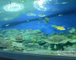 Pattaya Underwater World поездка Тайланд 122