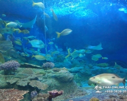 Pattaya Underwater World поездка Seven Countries Патайя Тайланд 58