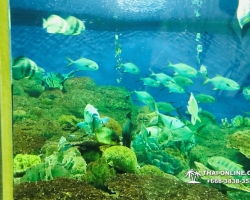 Pattaya Underwater World поездка Тайланд 108