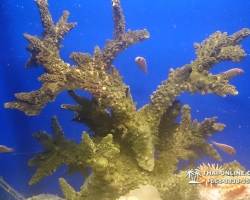 Pattaya Underwater World поездка Seven Countries Патайя Тайланд 62